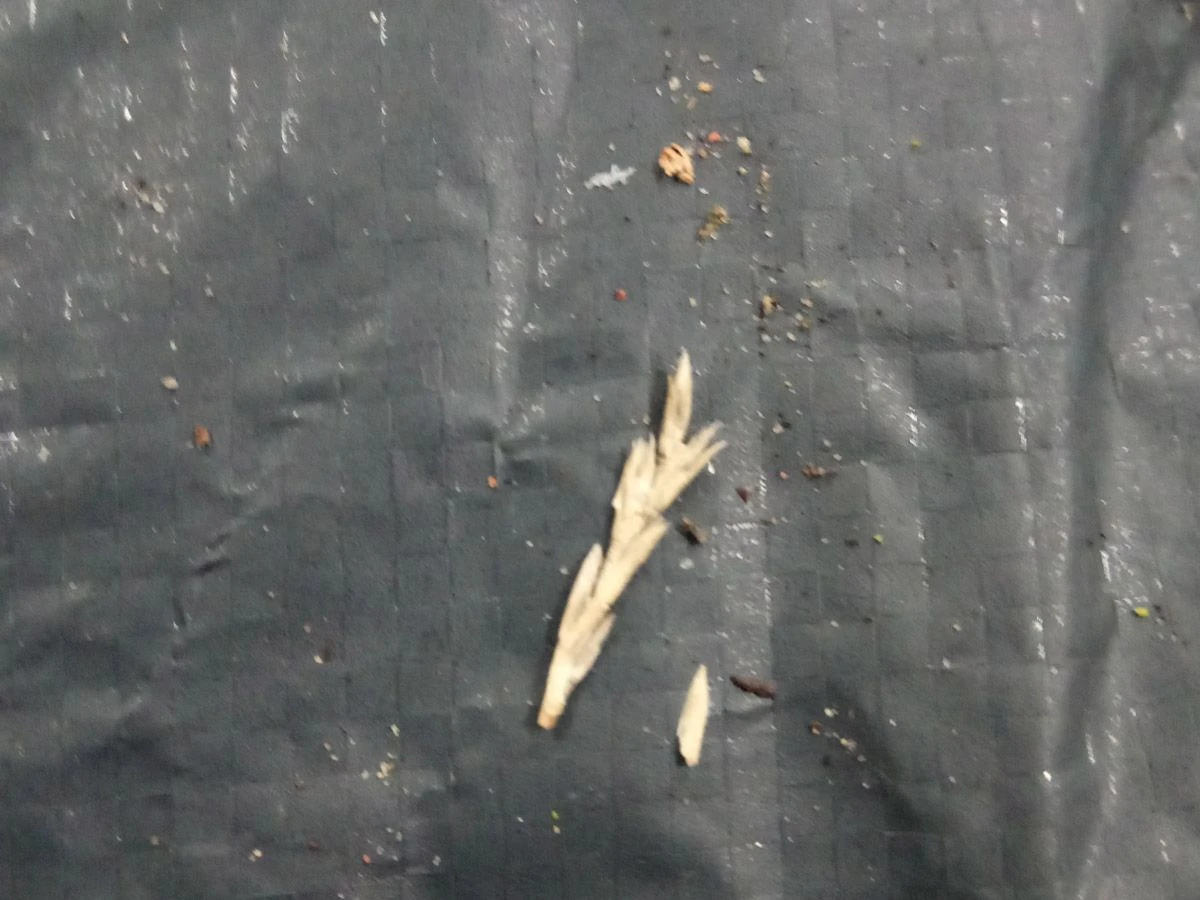 Tweedekans Obelink Rosario Deluxe 3 Tweedekans Obelink Rosario Deluxe